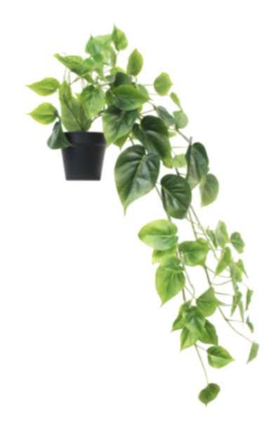 Potted Philodendron Plant