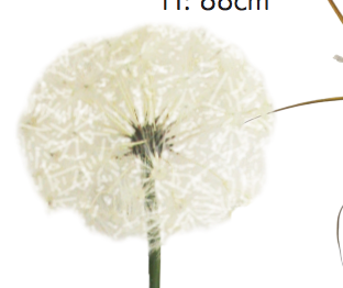 Medium Dandelion