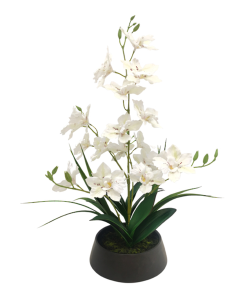 Dendrobium Nobile Orchid in Ceramic Pot