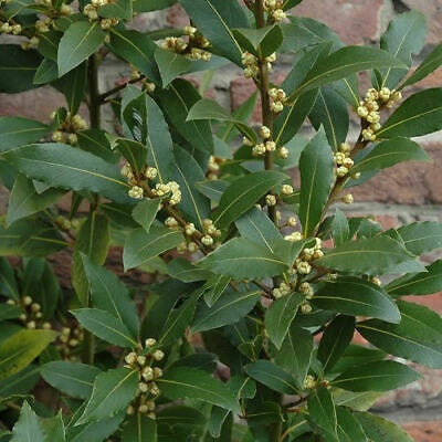 Bay Leaf Tree