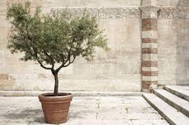 Olive Tree