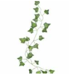 Bridal Vine