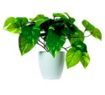 Potted Climbing Pothos