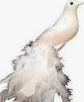 Fluffy Tail Bird