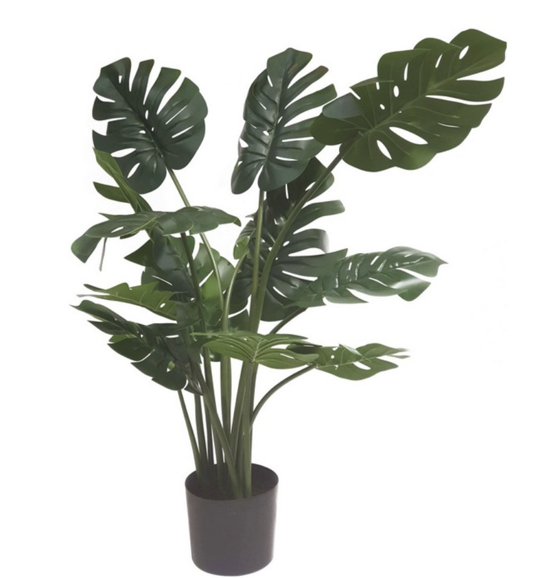 Monstera