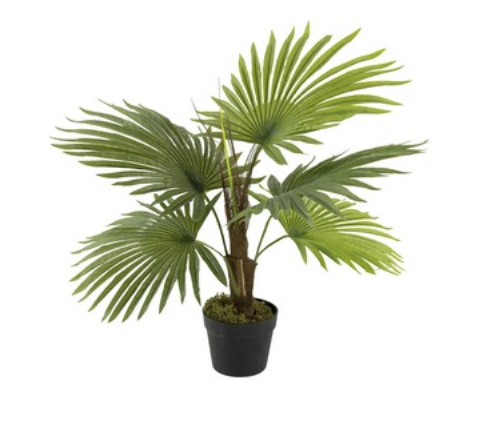 Fan Palm