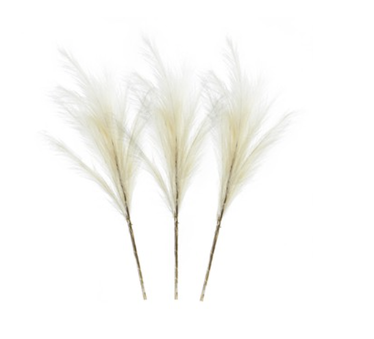 Pampas Grass