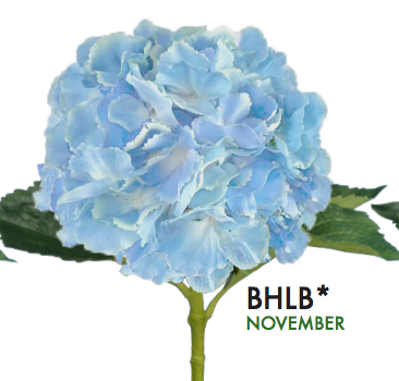 French Hydrangea Aqua