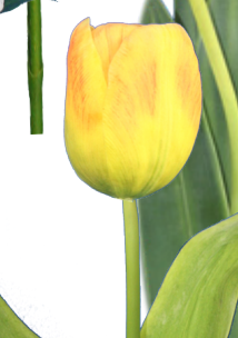 Garden Tulip - Light Orange