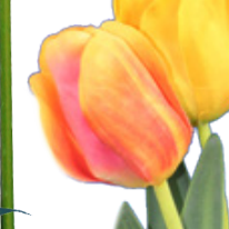 Spring Tulip