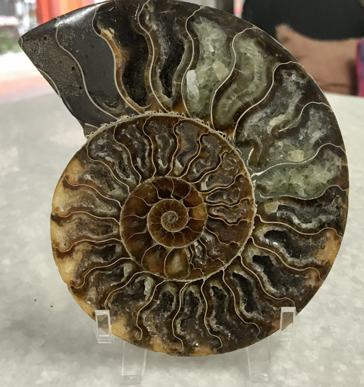 Ammonite Fossil