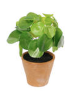 Chinese Money Plant