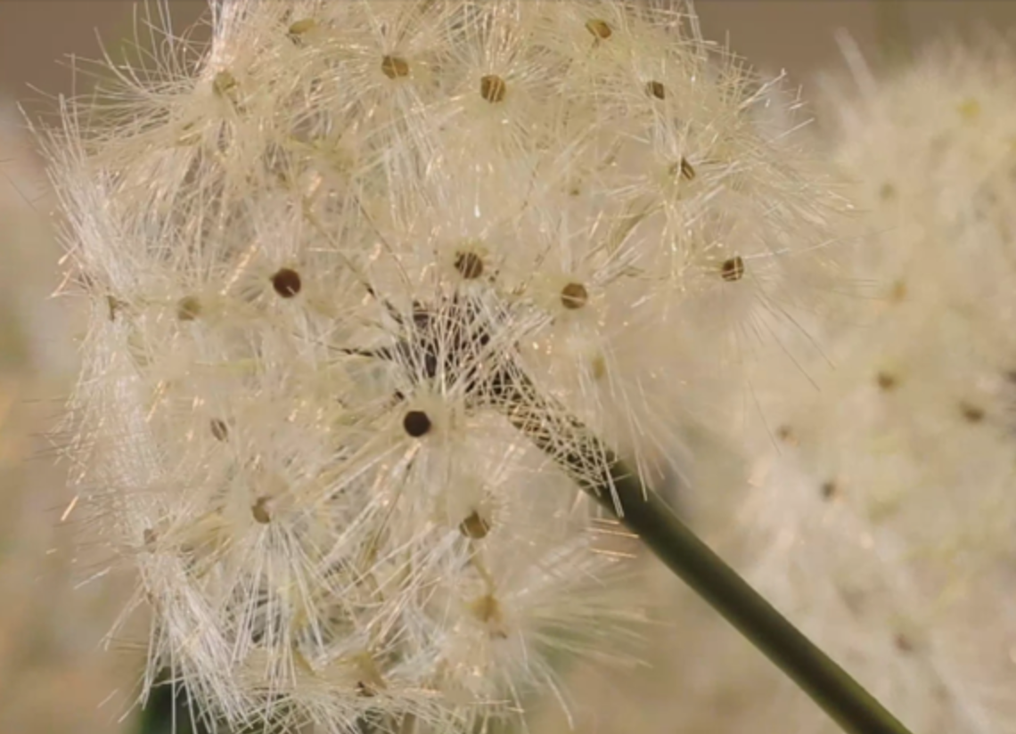 Giant Dandelion