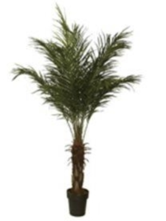 Phoenix 150cm Palm