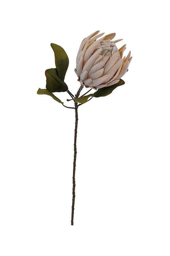 Dried Protea - Peach - 61cm