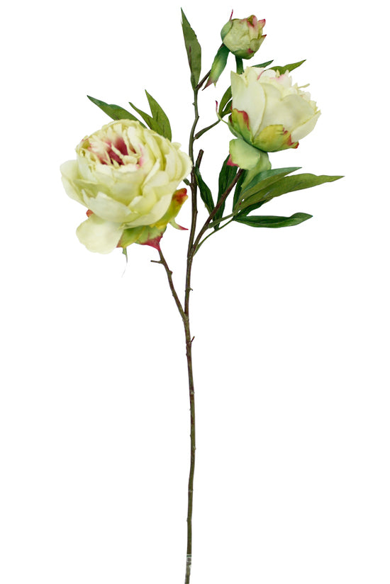 Tree Peony Spray - Soft Green