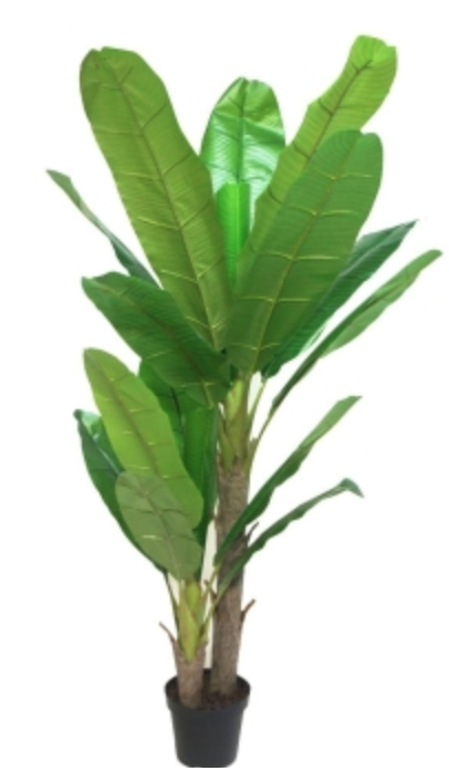 Banana Tree With Pot 200cm