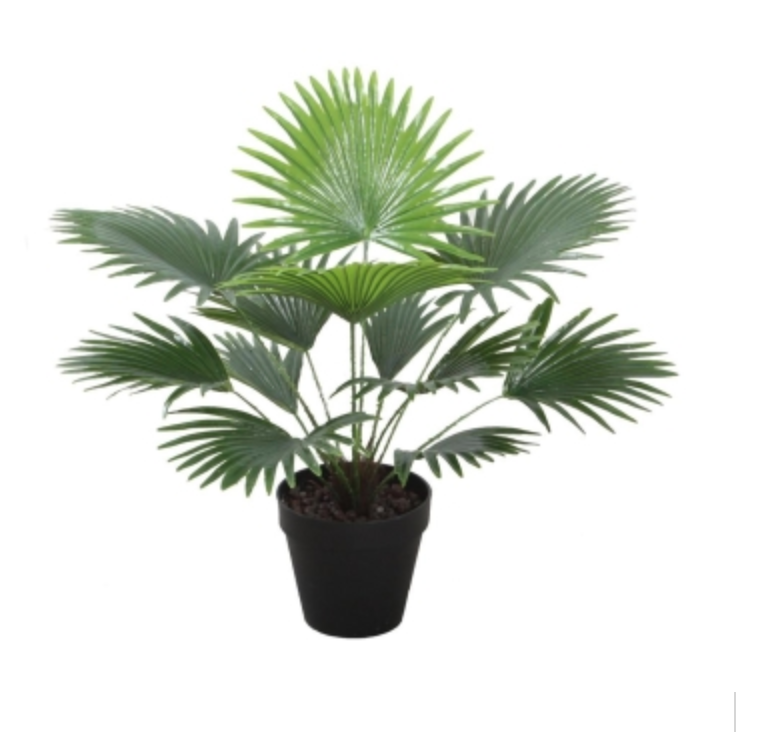 Fan Palm with Pot