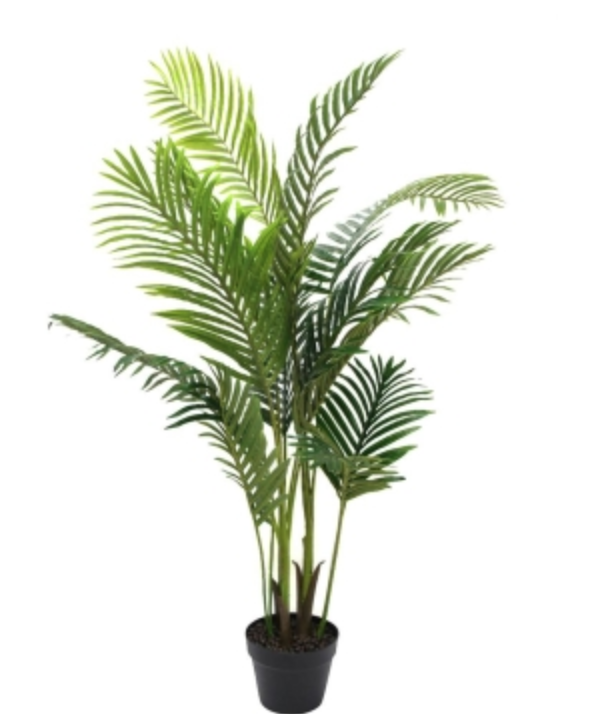 Areca Palm with Pot