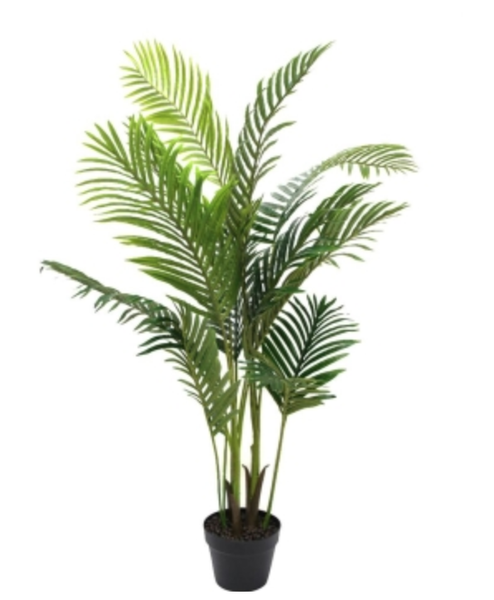 Areca Palm with Pot