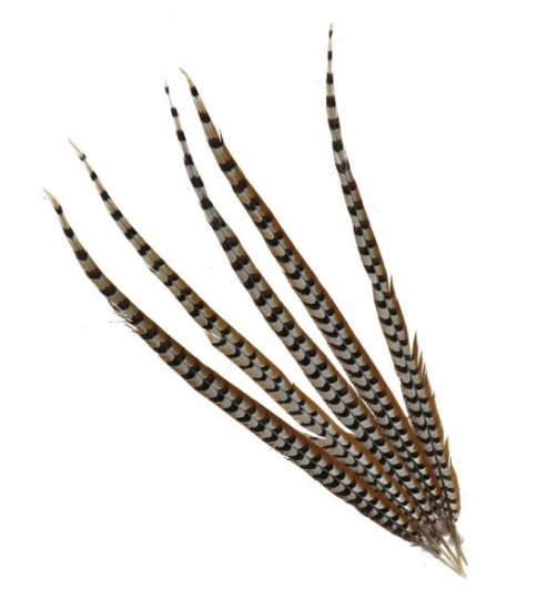 Single Pheasant Feather