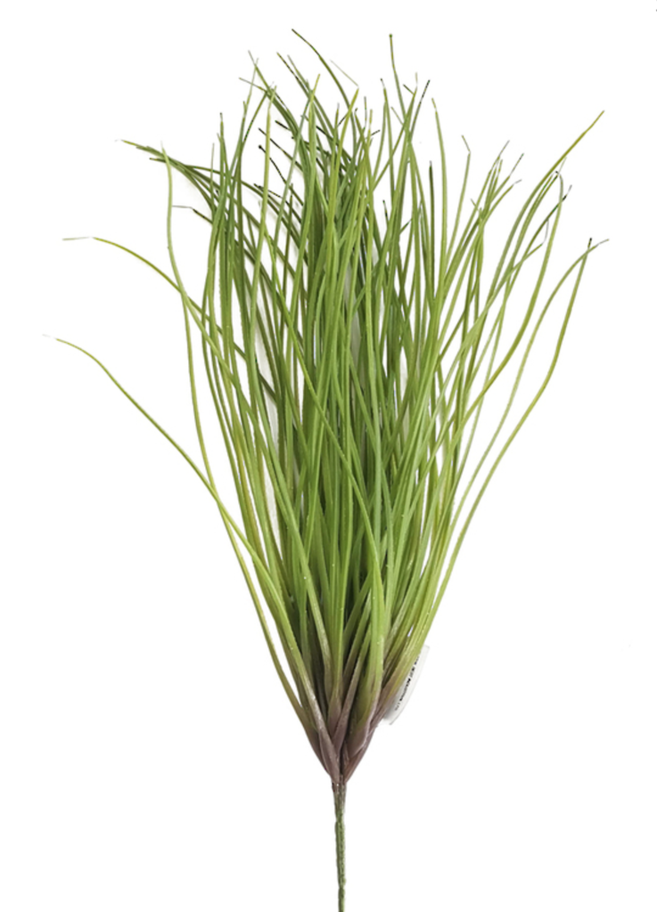 Maiden Grass 56cm