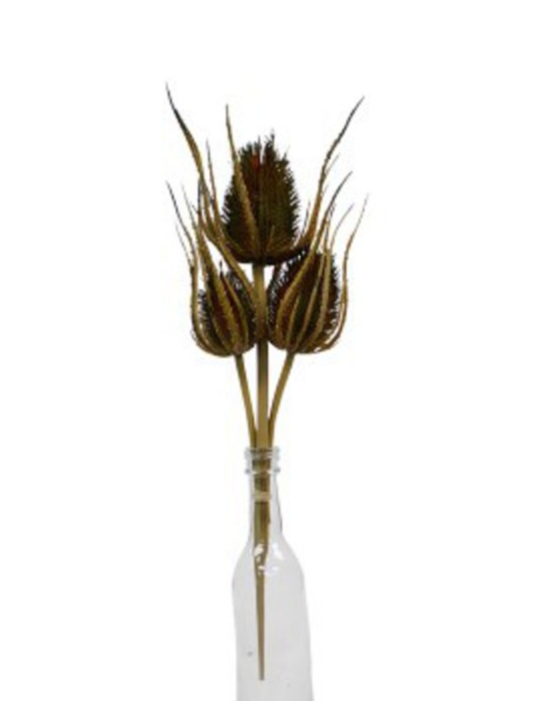 Dried Thistle - Bundle of 3
