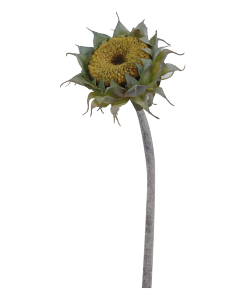Sunflower Seed Head