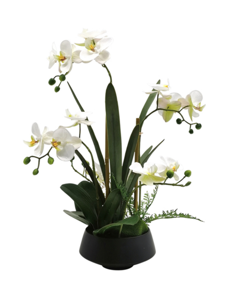 Phalaenopsis Orchid in Ceramic Pot - 47.5cm