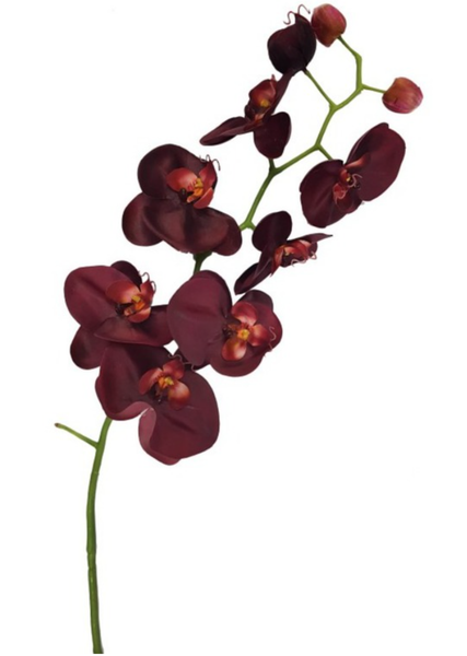 Burgundy Phalaenopsis Orchid Stem