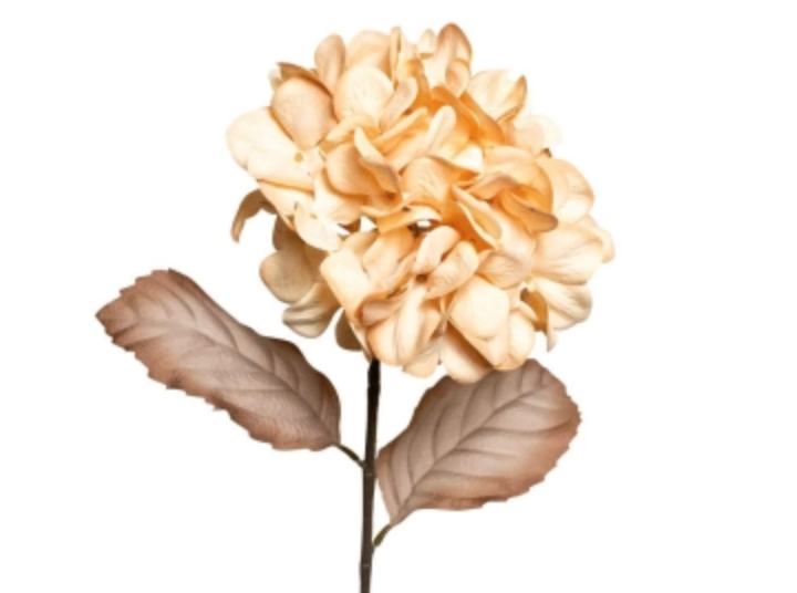 Hydrangea - Light Caramel