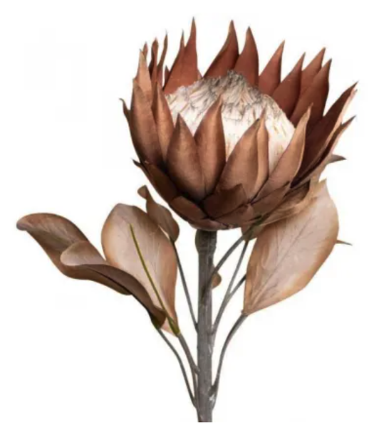 Protea Large Head - Brown