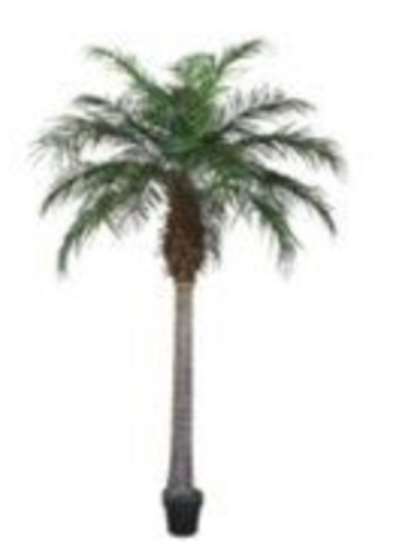 Phoenix Palm 210cm