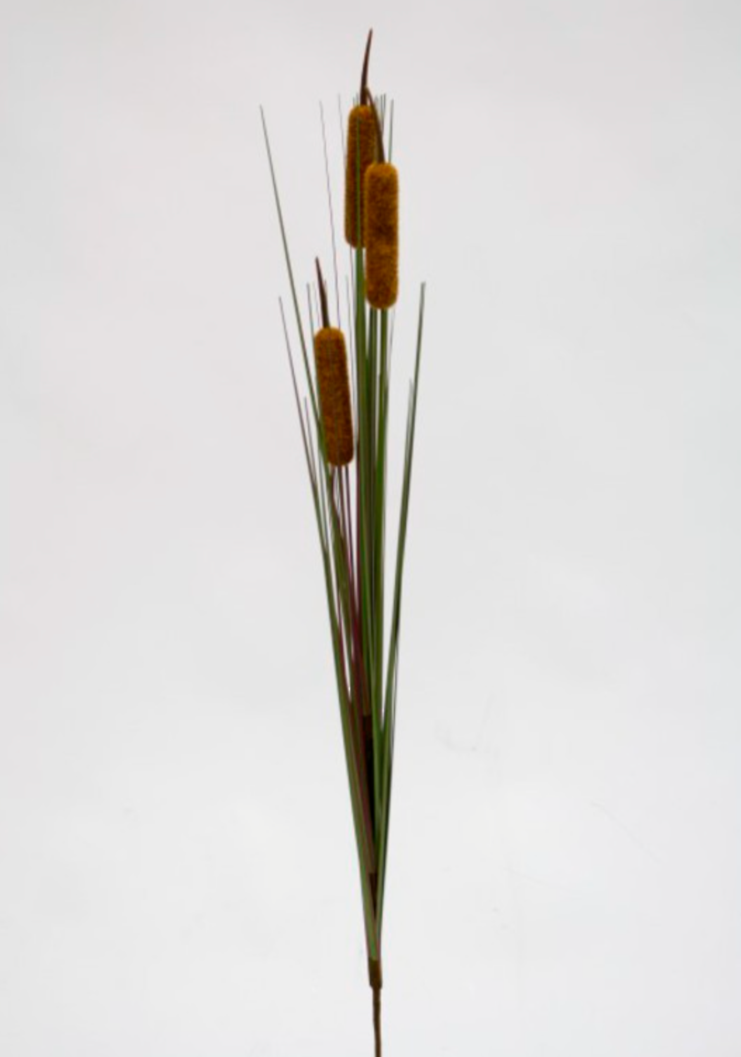 Cat Tail Grass 85cm